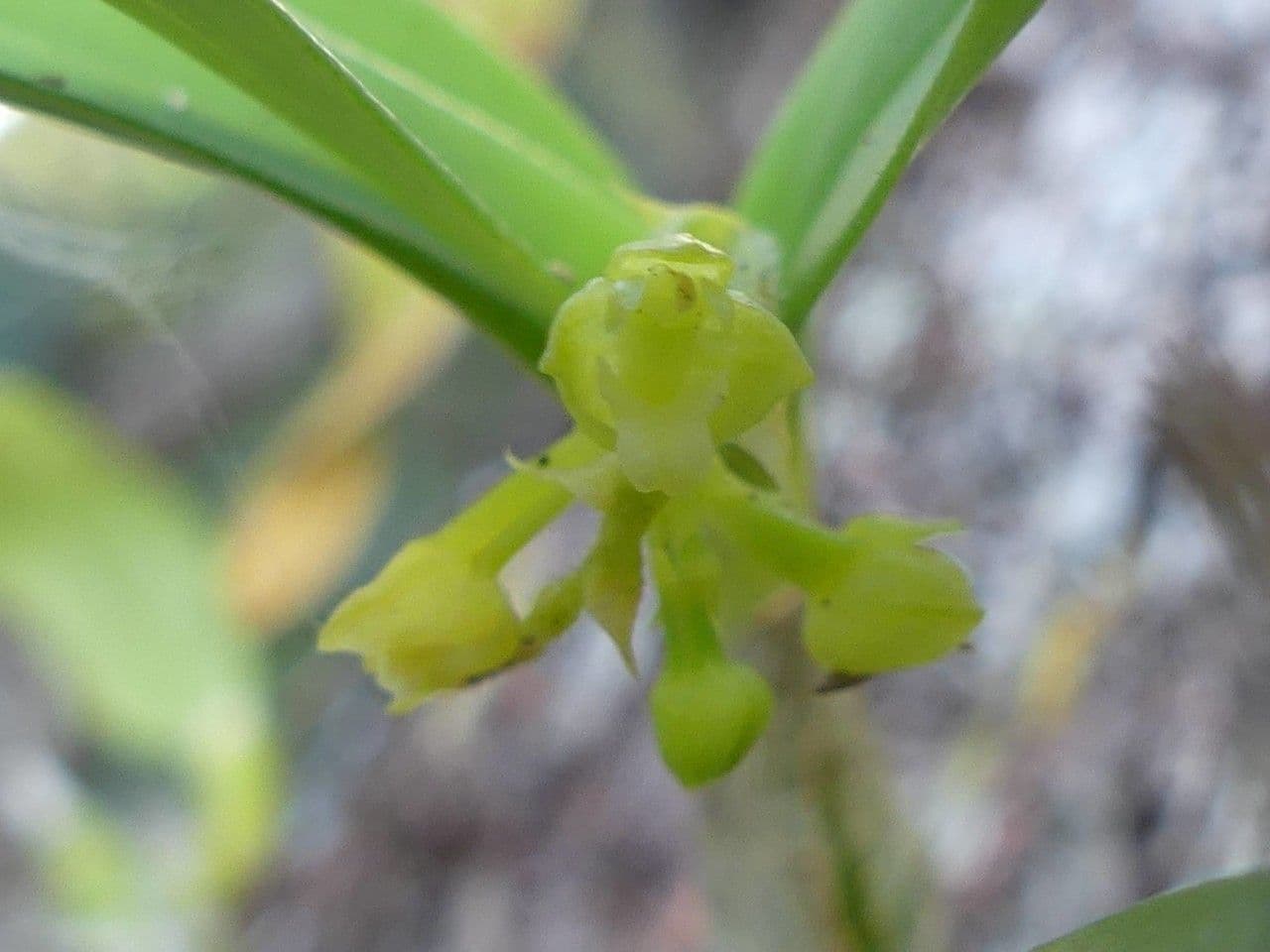 Polystachya 4