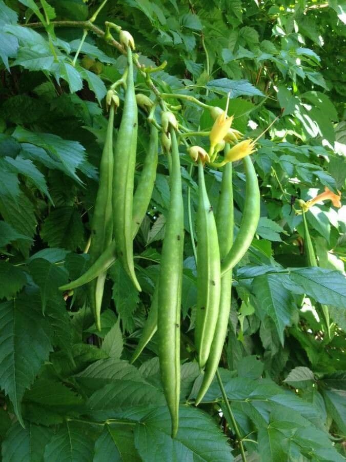 Bignonia cinese