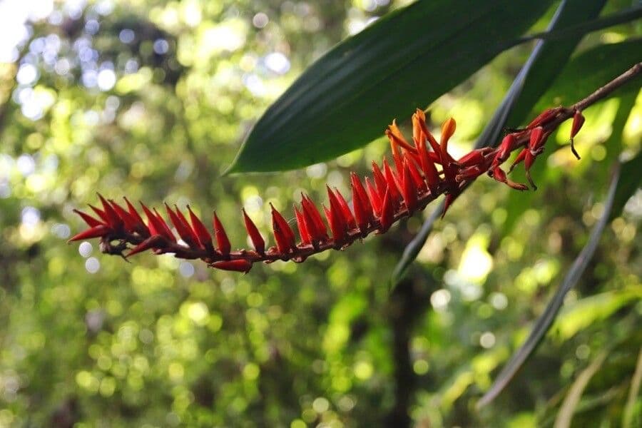 Pitcairnia 3