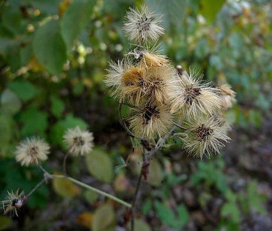 Hieracium scabro