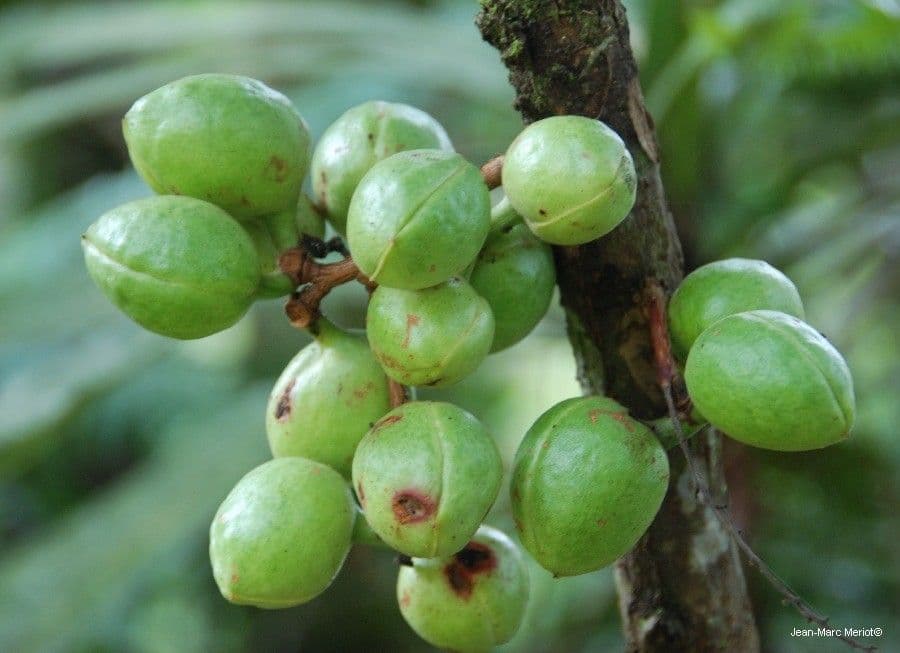 Acropogon 2