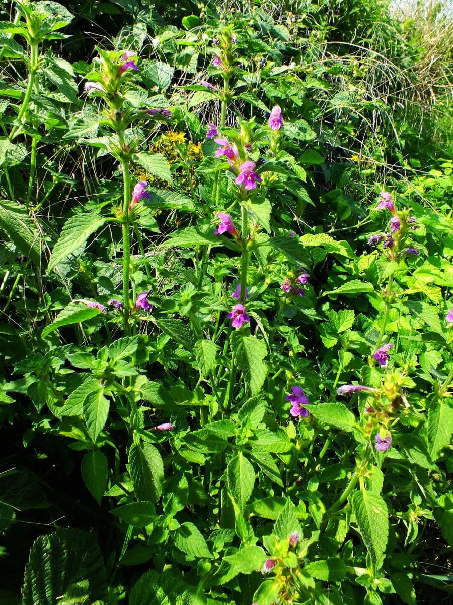 Canapa selvatica pubescente 9