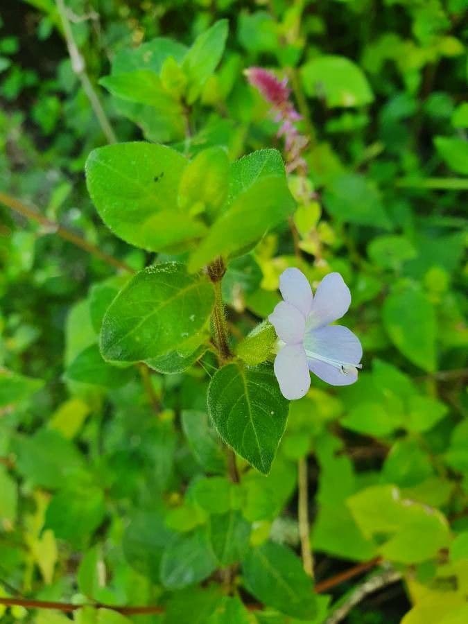 Barleria 2