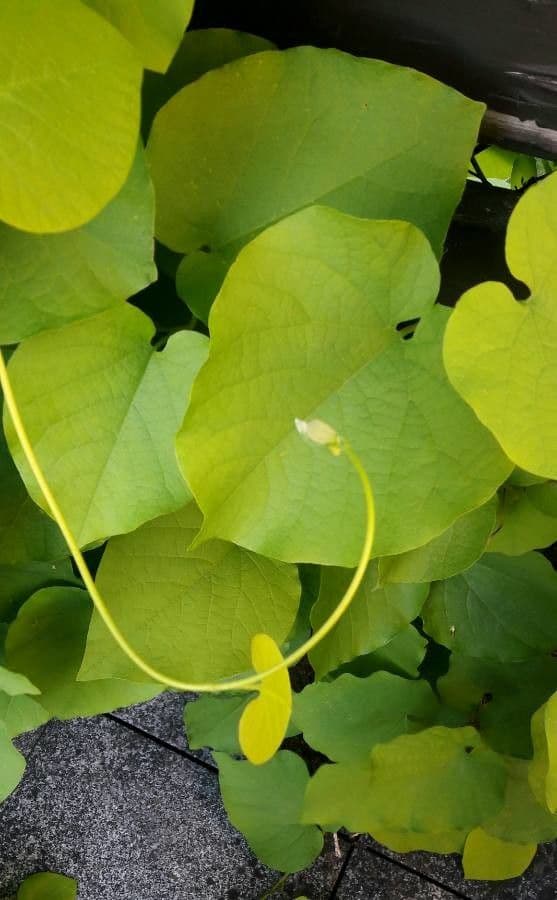 Großblättrige Osterluzei 26