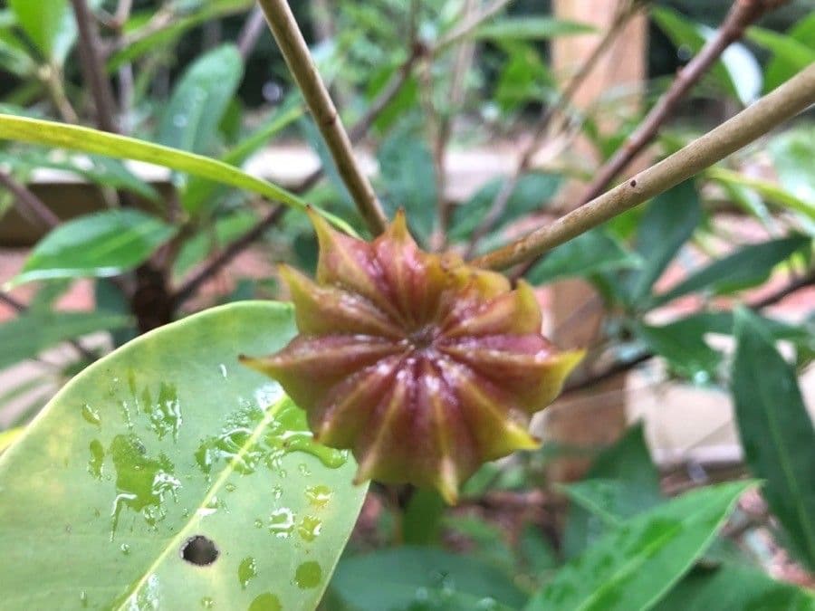 Sternanis 2