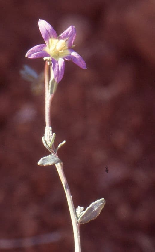 Campanula 4