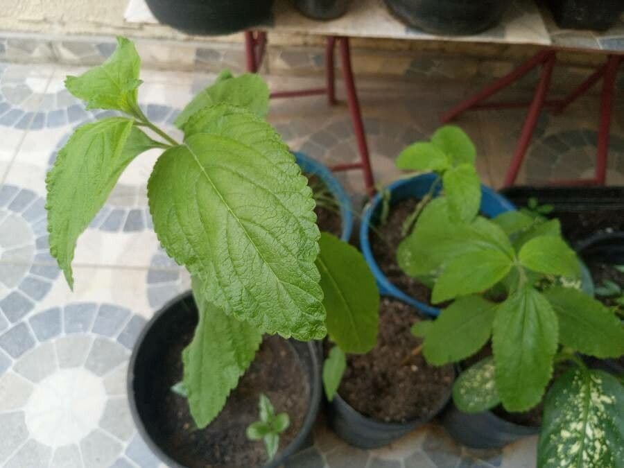Lippia alba 12
