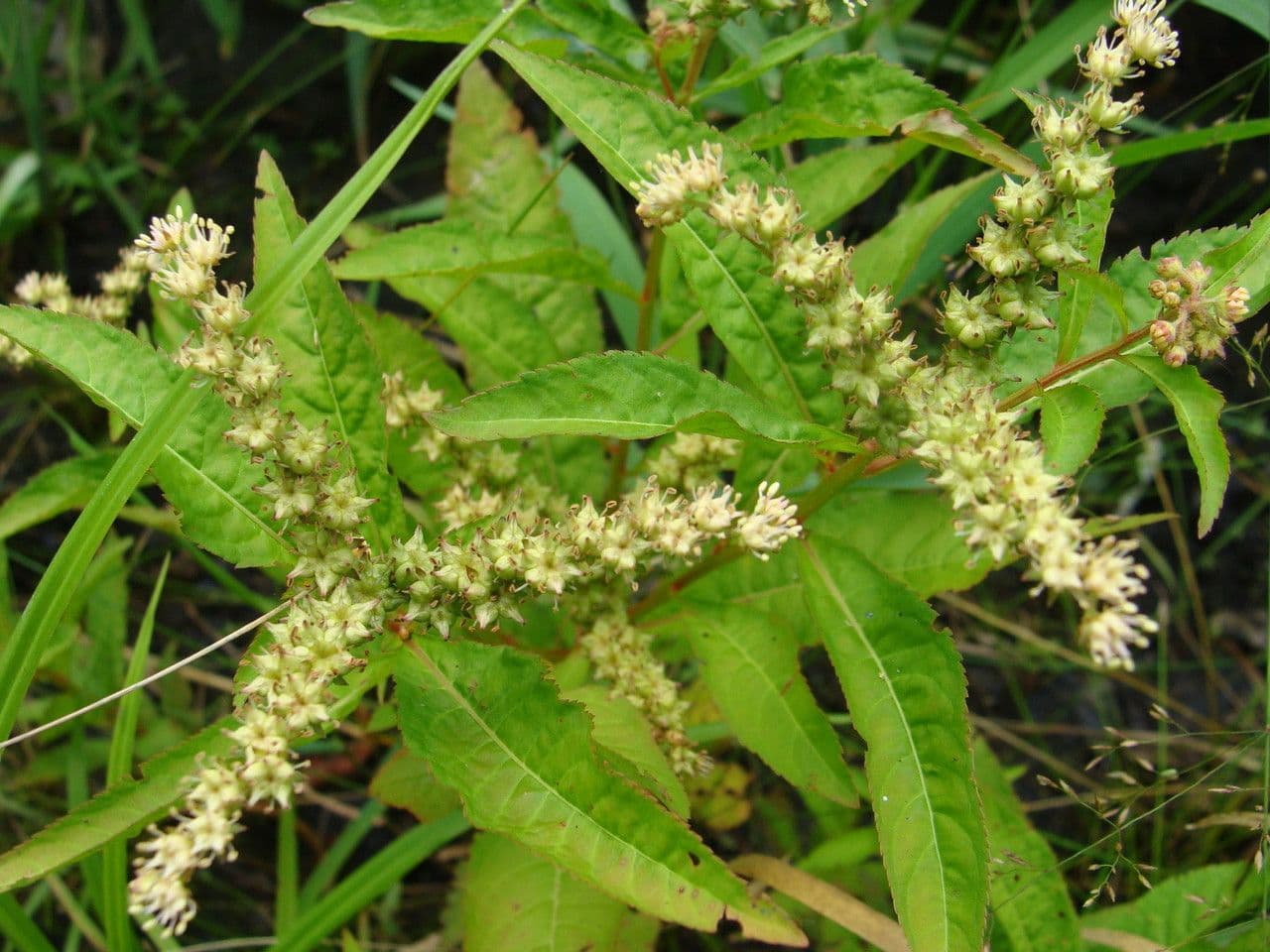 Penthorum sedoides 9