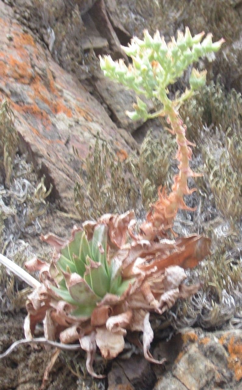 Dudleja