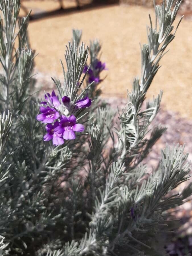 Eremophila 5