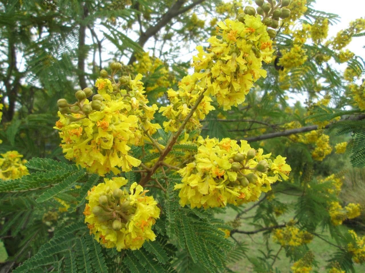 Peltophorum africano 10