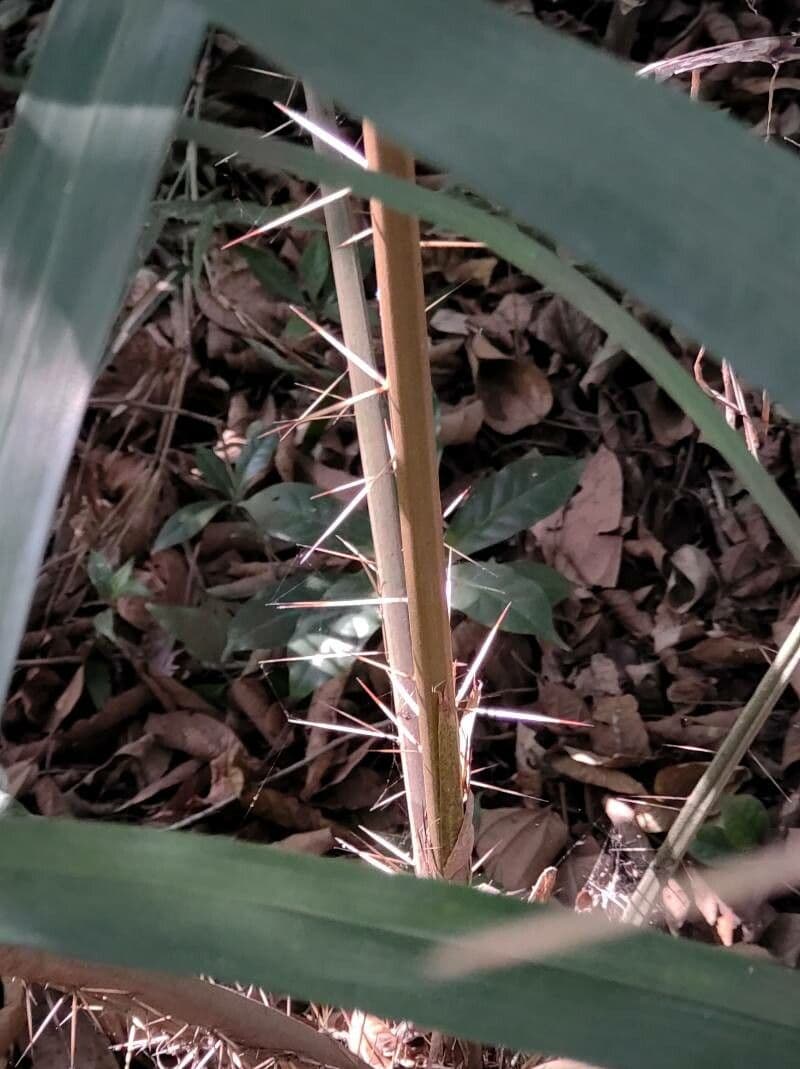 Bactris 10