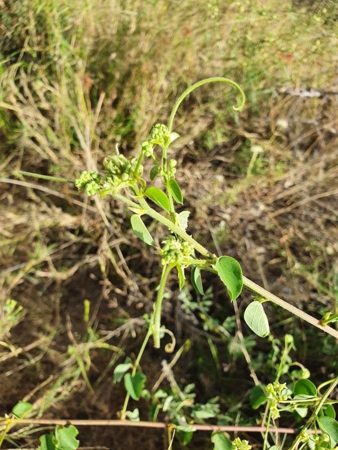 Helinus integrifolius 21