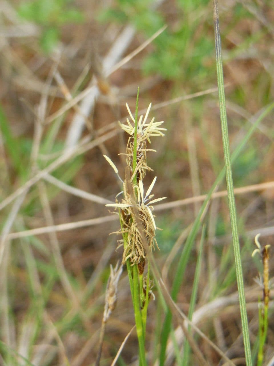 Carex distachya 8