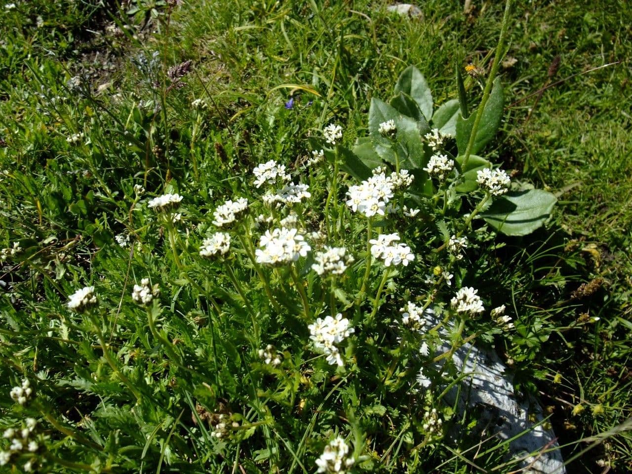 Achillea erba-rotta 10