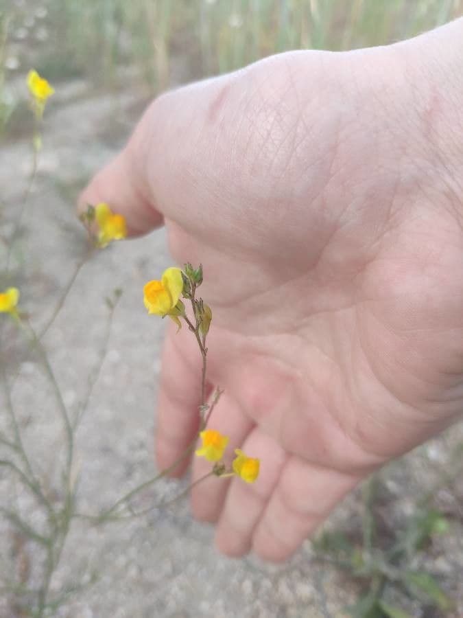 Linaria spartia 3