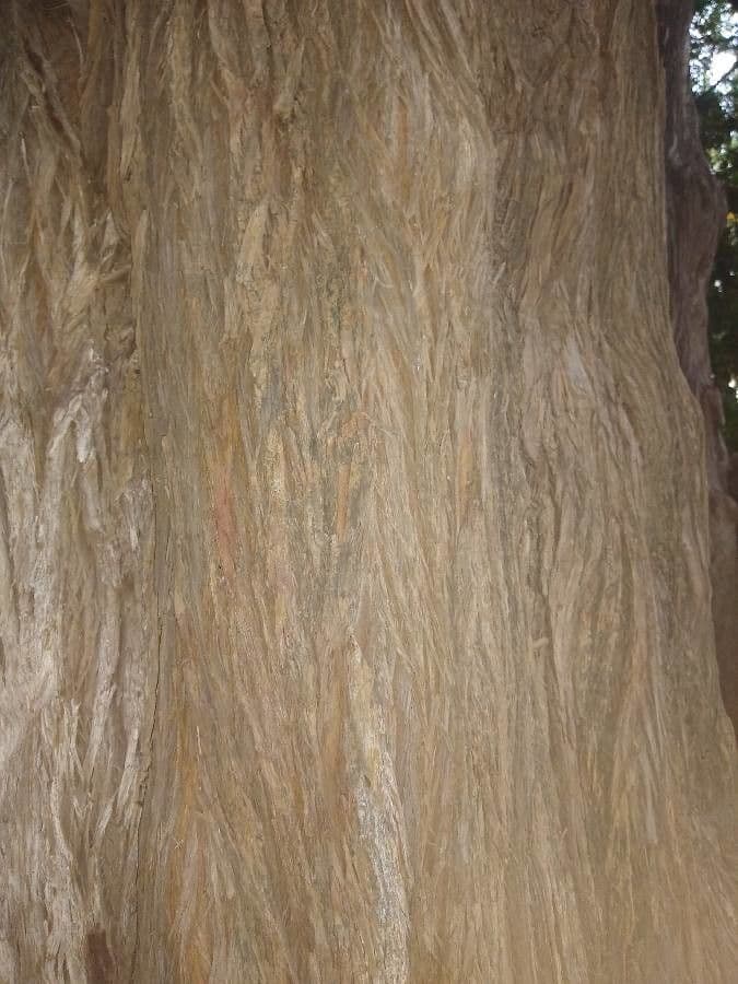 Hohe Podocarpus 17