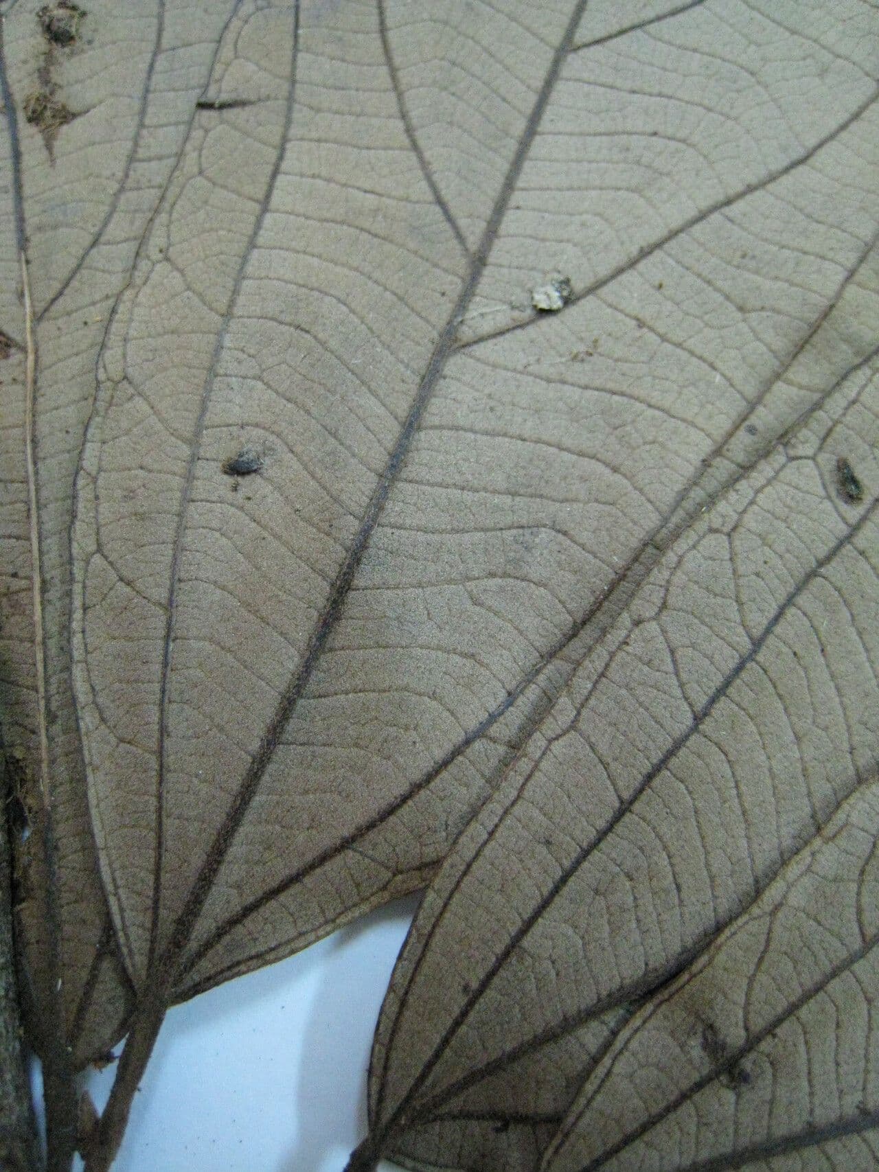 Apeiba glabra 6