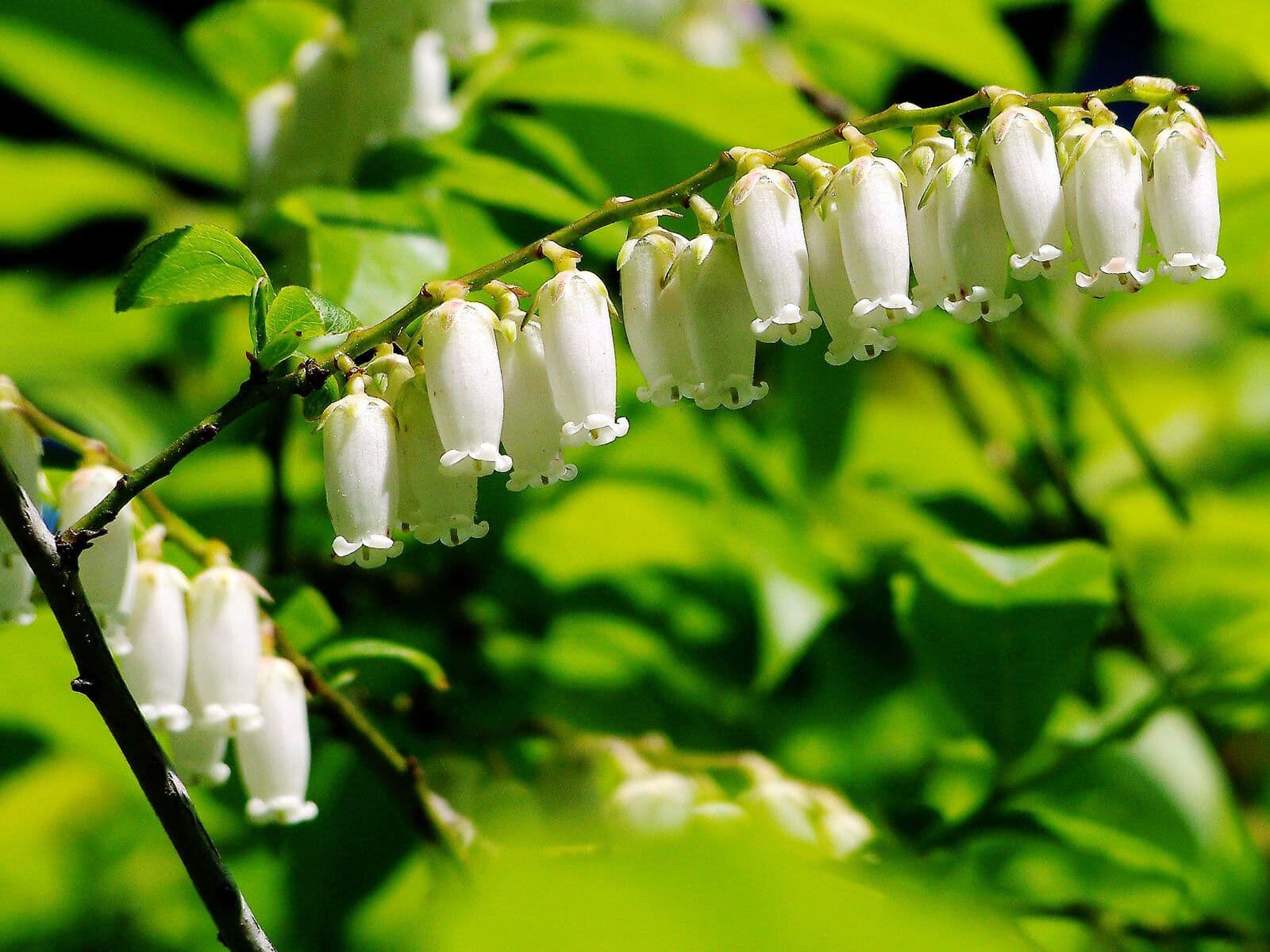 Eubotrys racemosa 2
