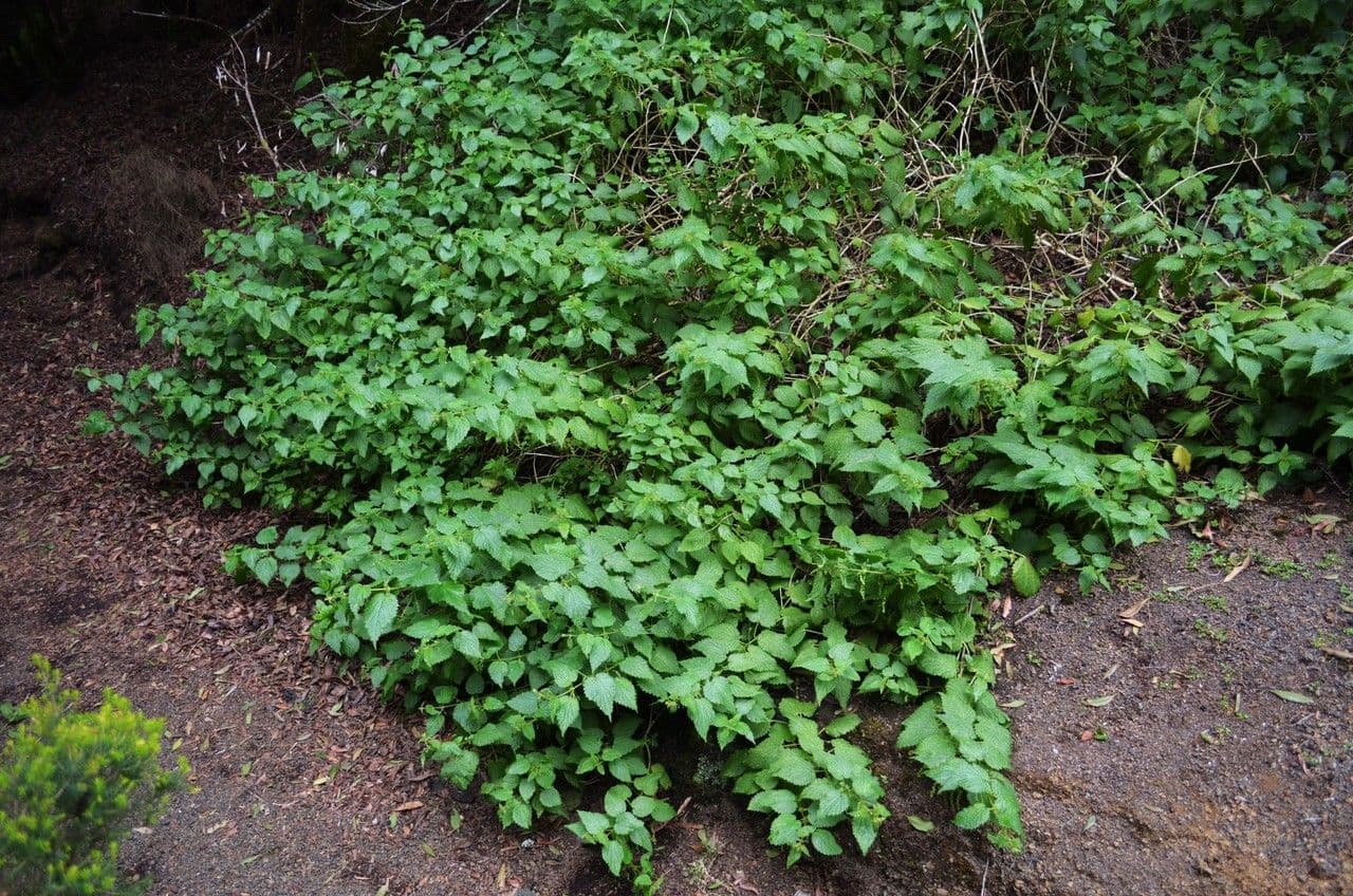Ortica morifolia 13