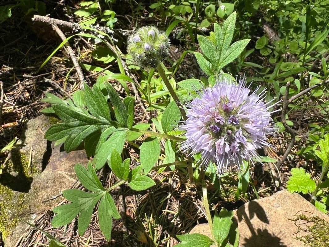 Hydrophyllum 6