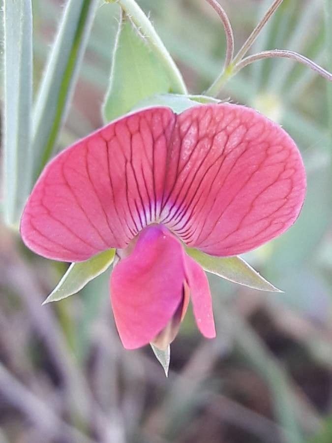 Cicerchia 10