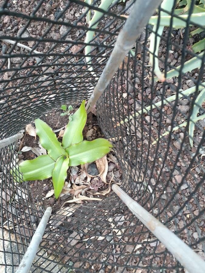 Eucomis 2