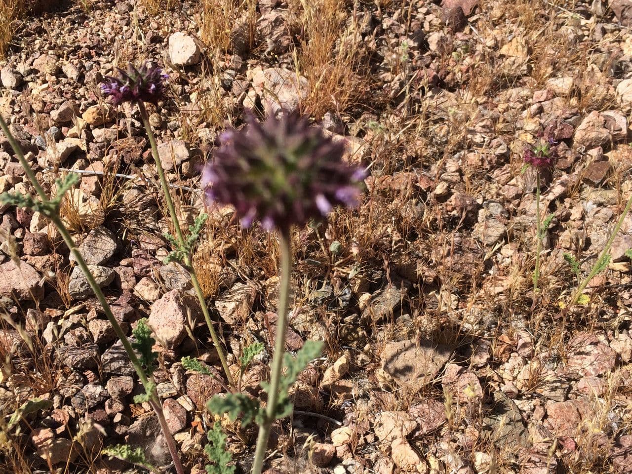 Salvia columbariae 13