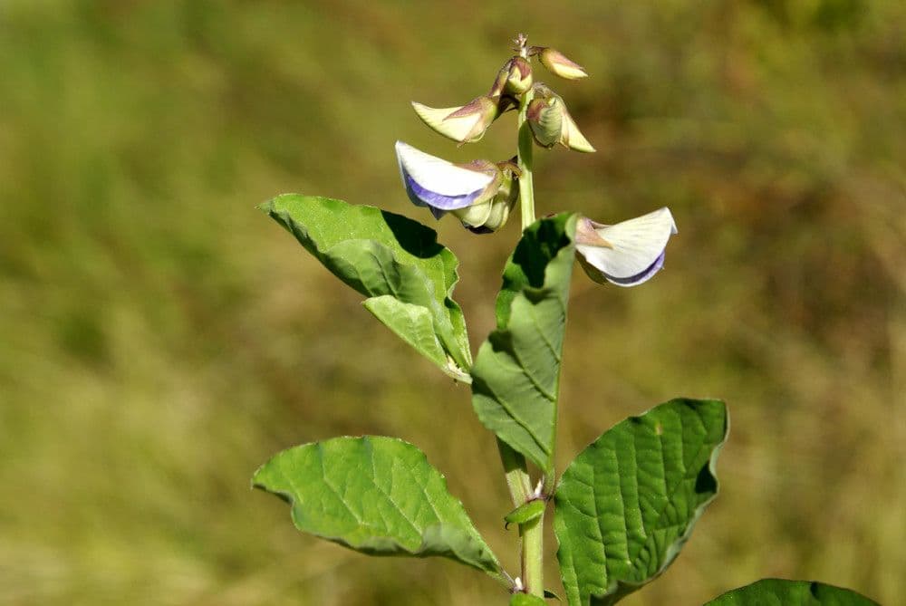 Crotalaria verrucosa 18