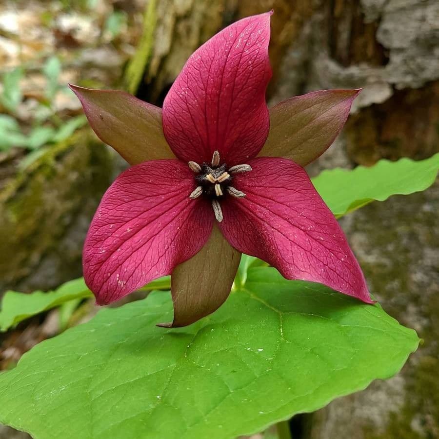 Trillium eretto 22