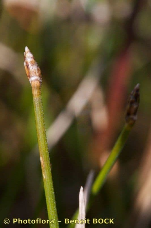 Sedge bonariensis 18