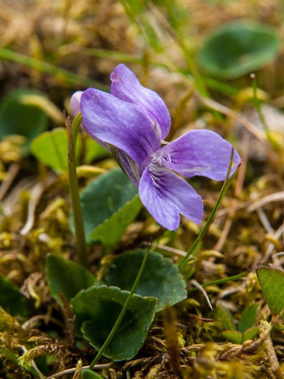 Viola di Rivinus 13