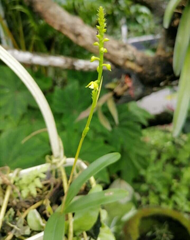 Große Gelbähren-Orchidee 11
