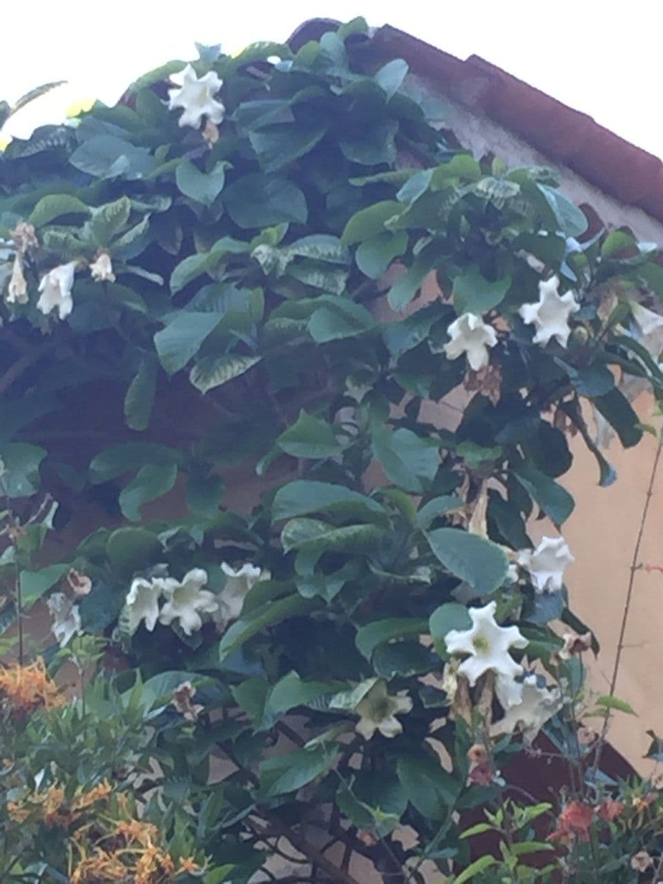 Beaumontia 24