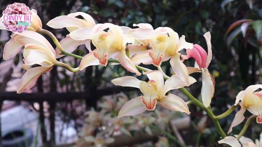 Cymbidium 3