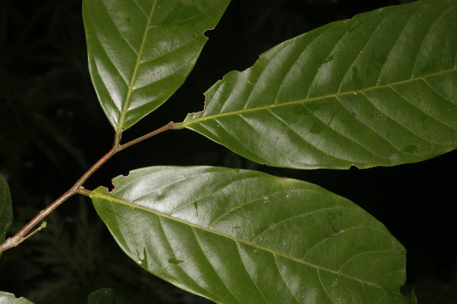 Unonopsis 2