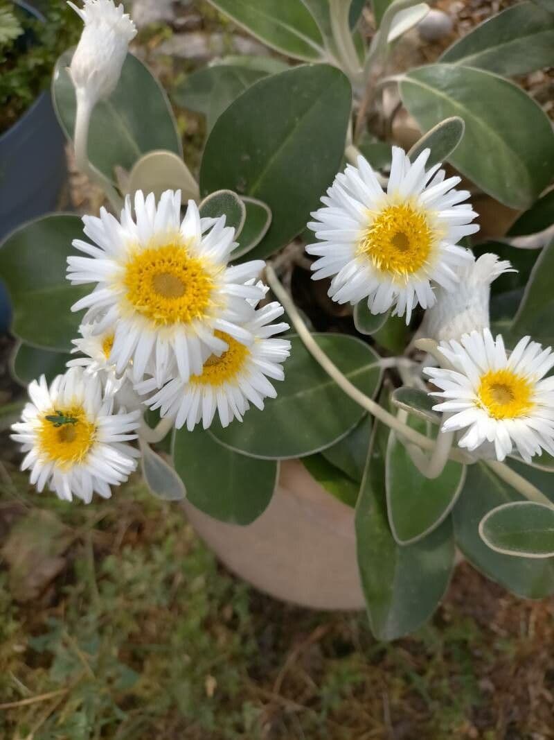 Pachystegia 4