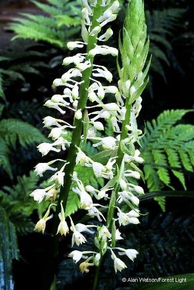 Calanthe di Balansa 11