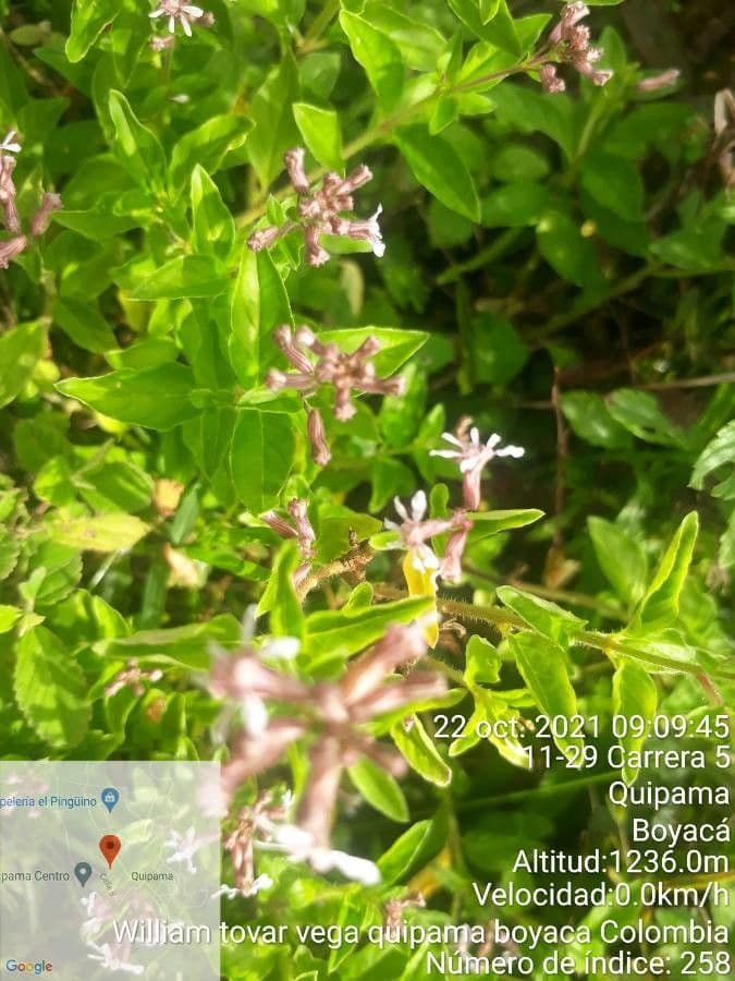 Cuphea racemosa 11