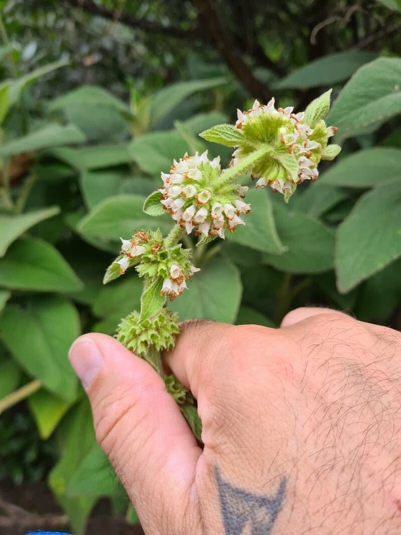 Sideritis 4