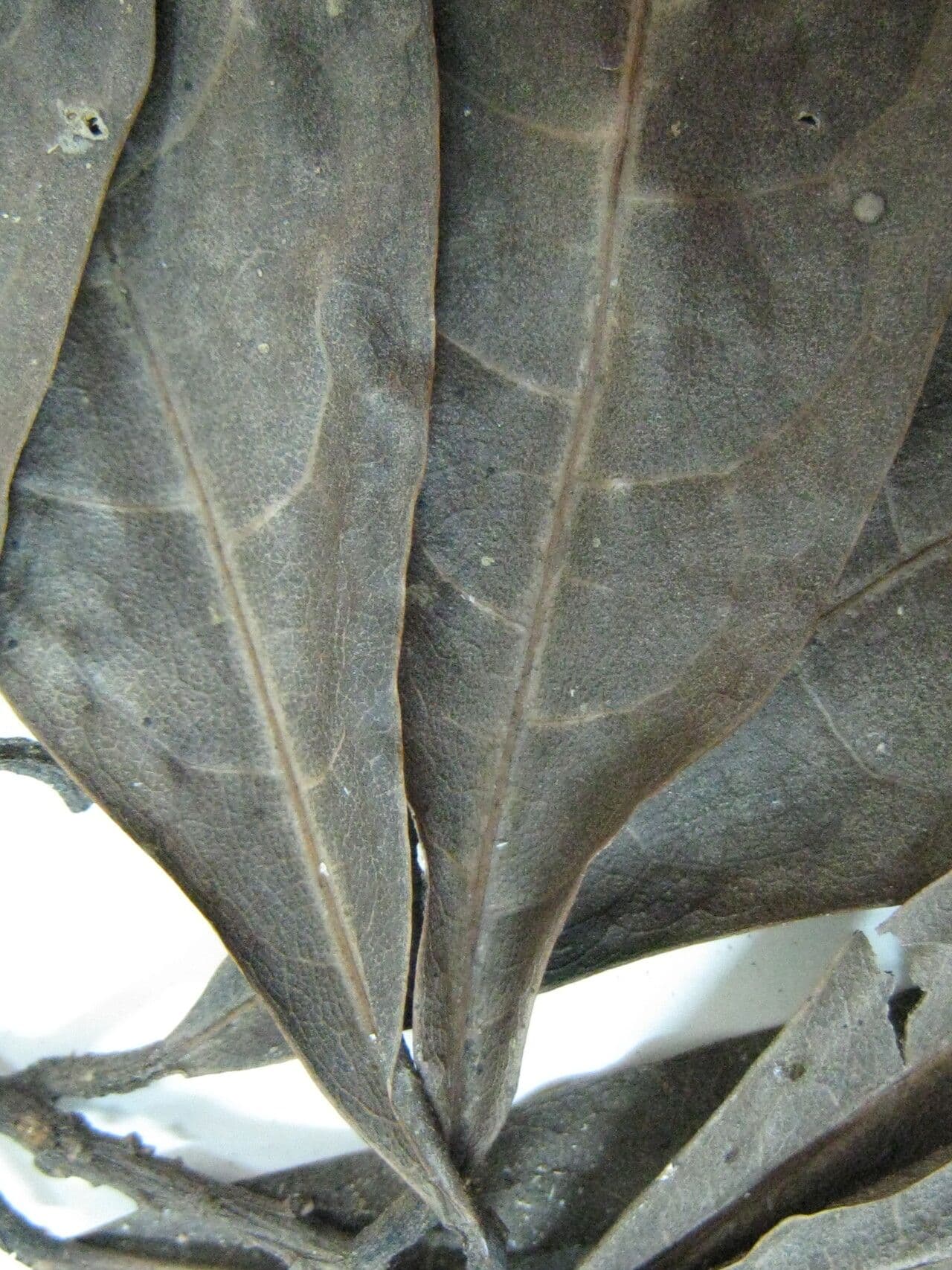Ocotea 10