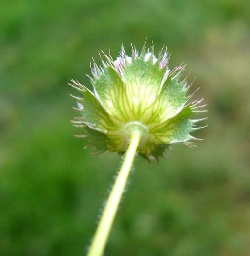 Trifoglio 2