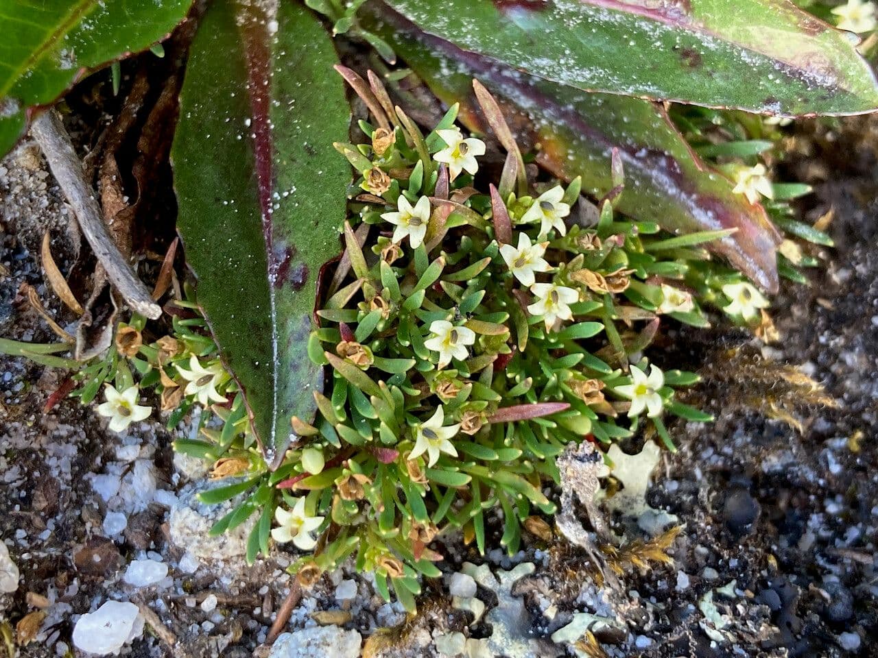 Lysipomia 4