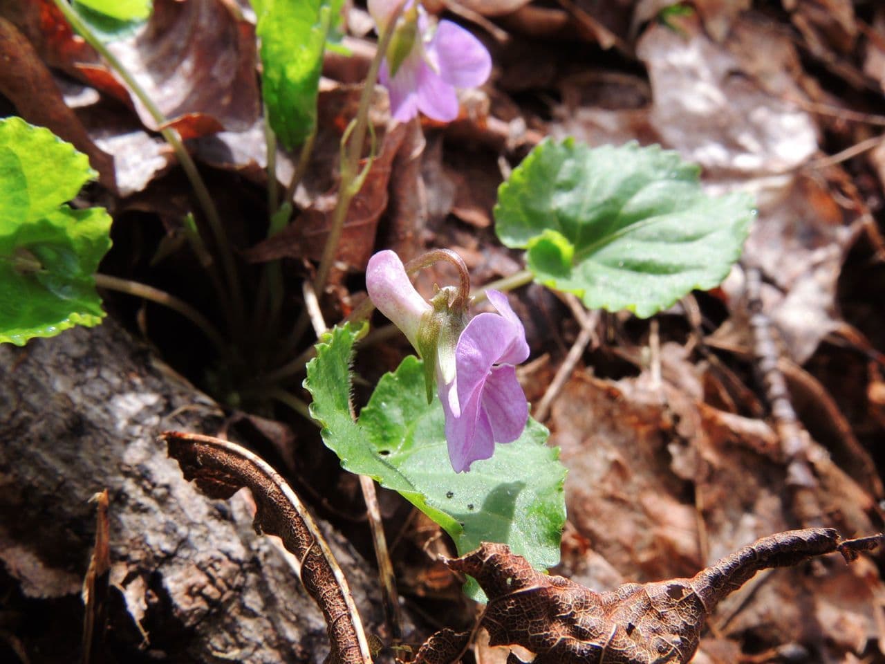 Viola di Selkirk 3