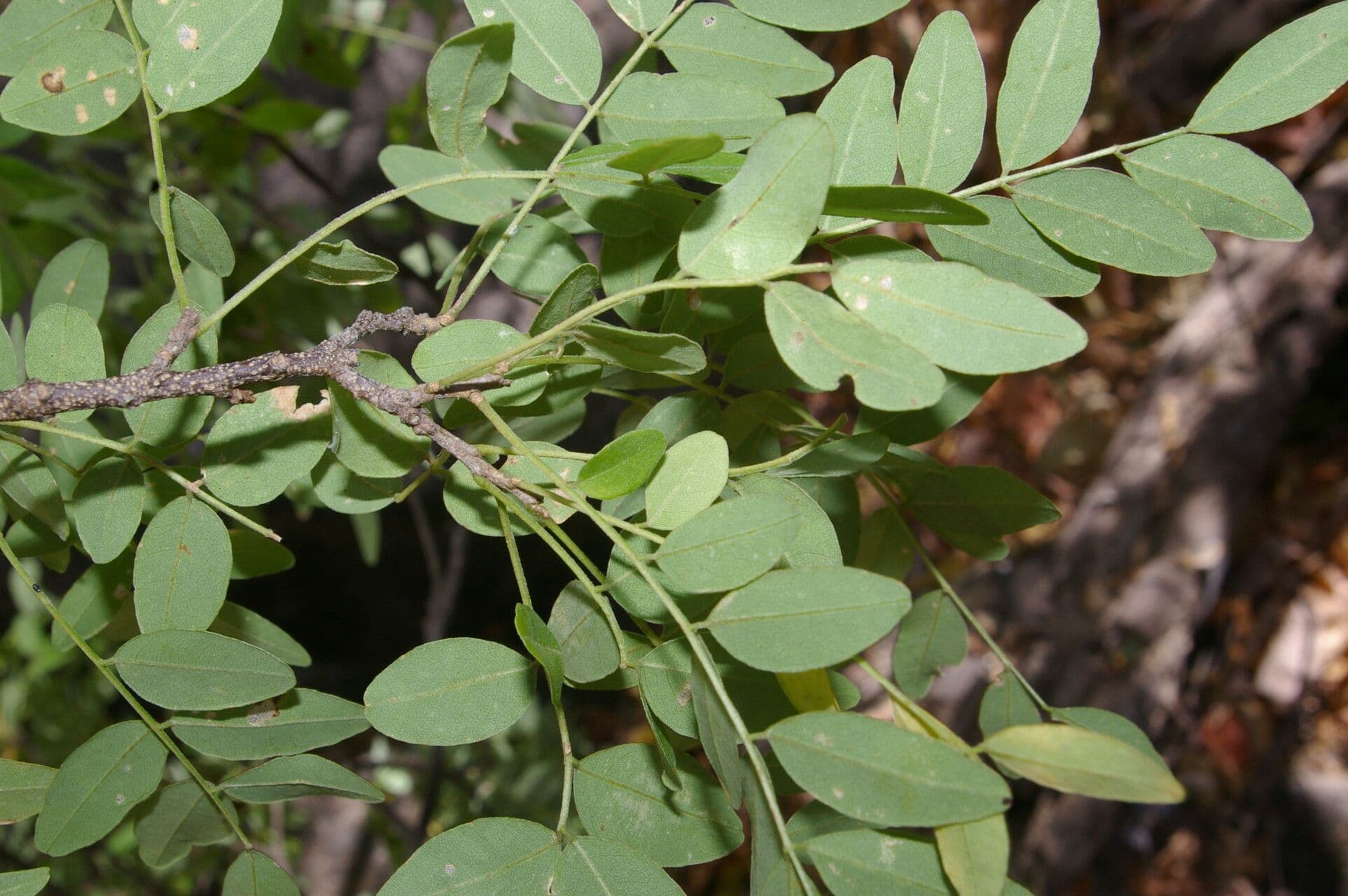Lonchocarpus 2