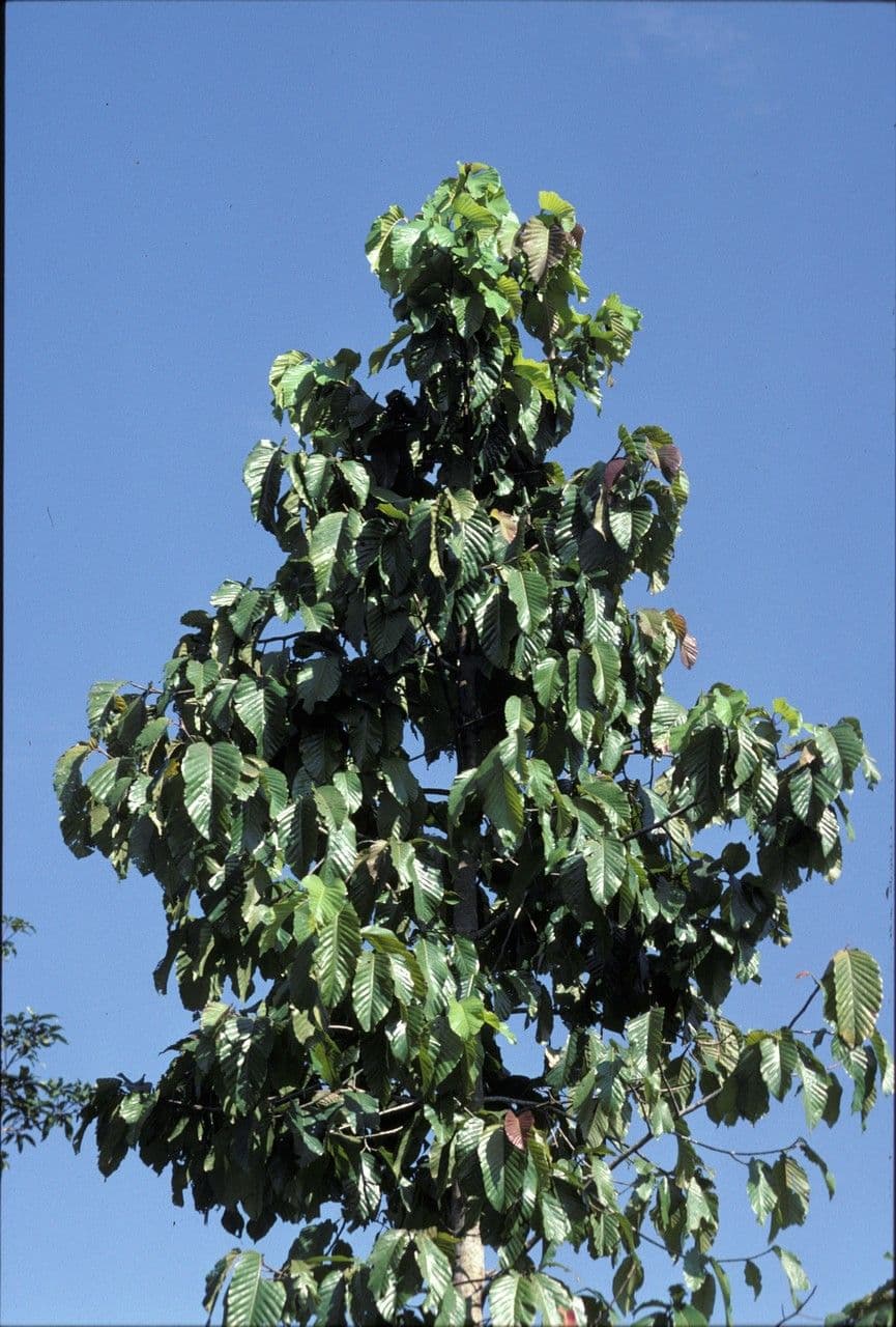 Dipterocarpus 3