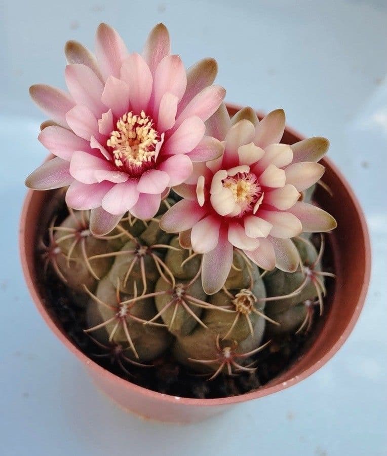 Cactus 20