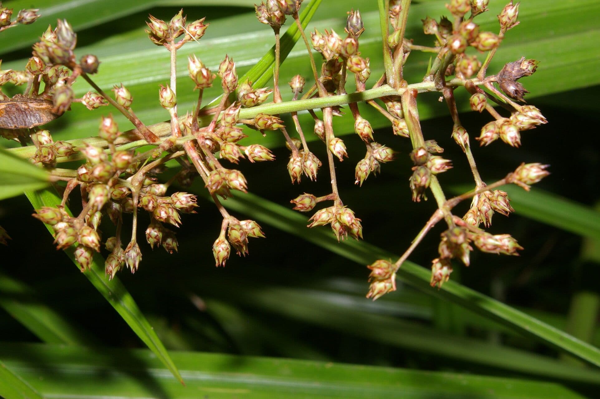 Becquerelia cymosa 4