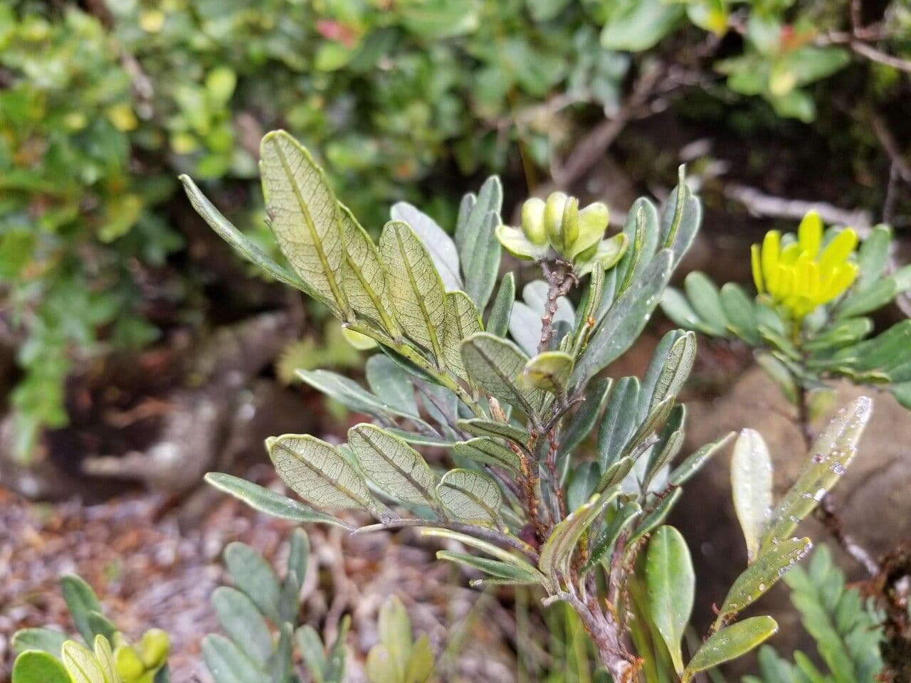 Guioa 4