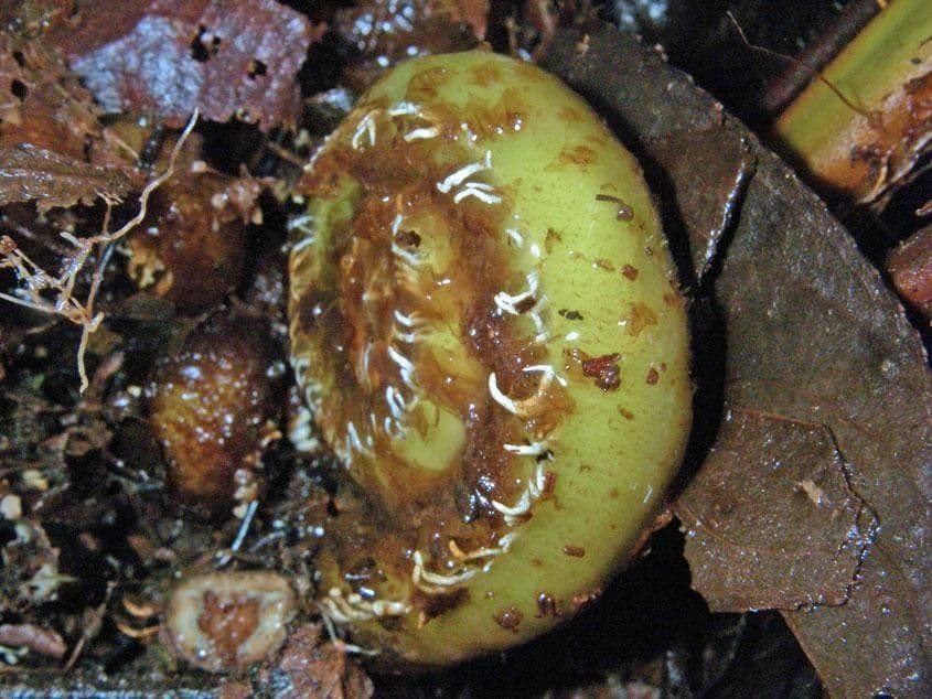 Thelypteris decussata